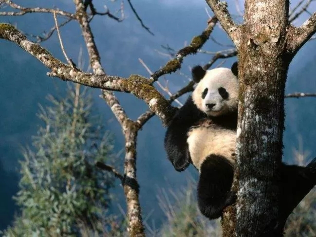 四川曾经遍地都是华南虎，为什么没把大熊猫吃灭绝？